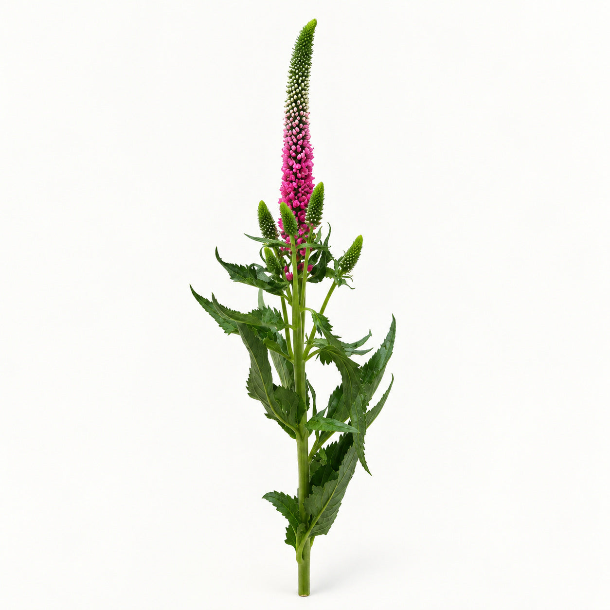 Pink Veronica