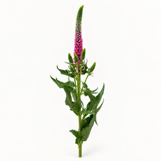 Pink Veronica