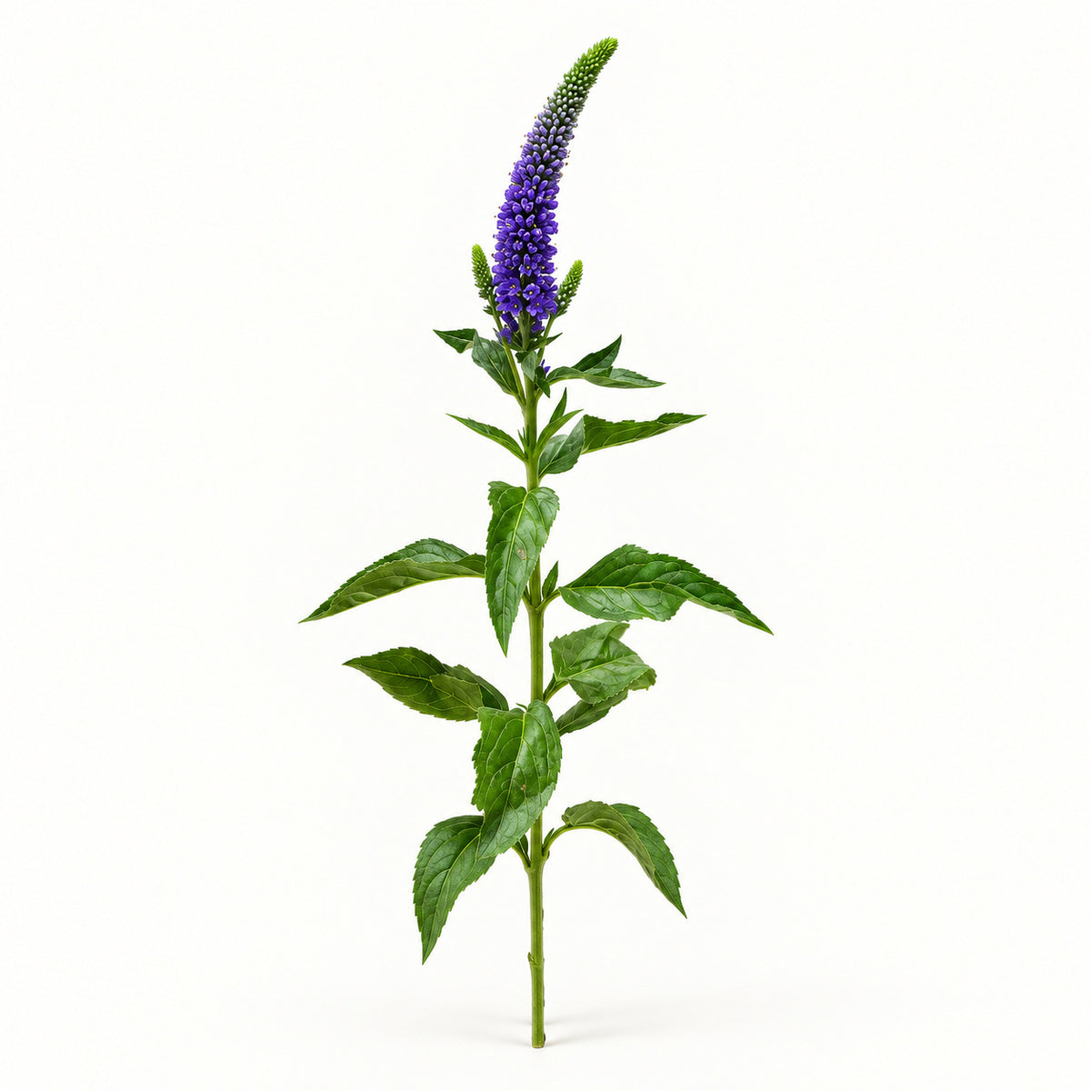 Purple Veronica