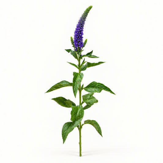 Purple Veronica