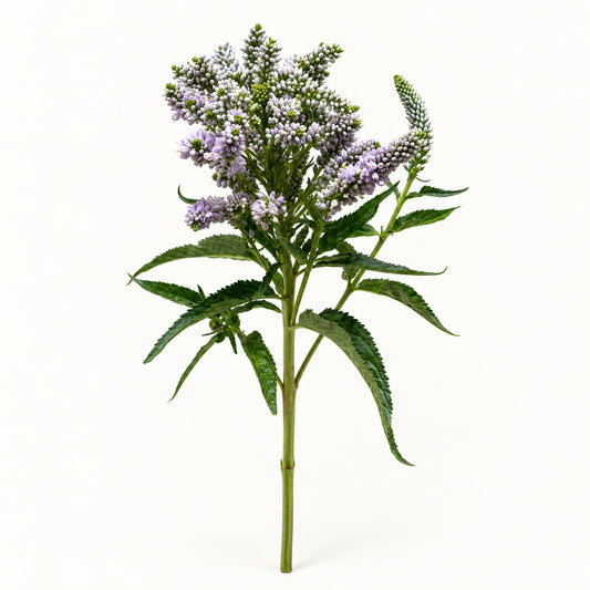 Lavender Veronica