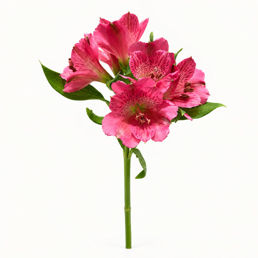 Hot Pink Alstroemeria