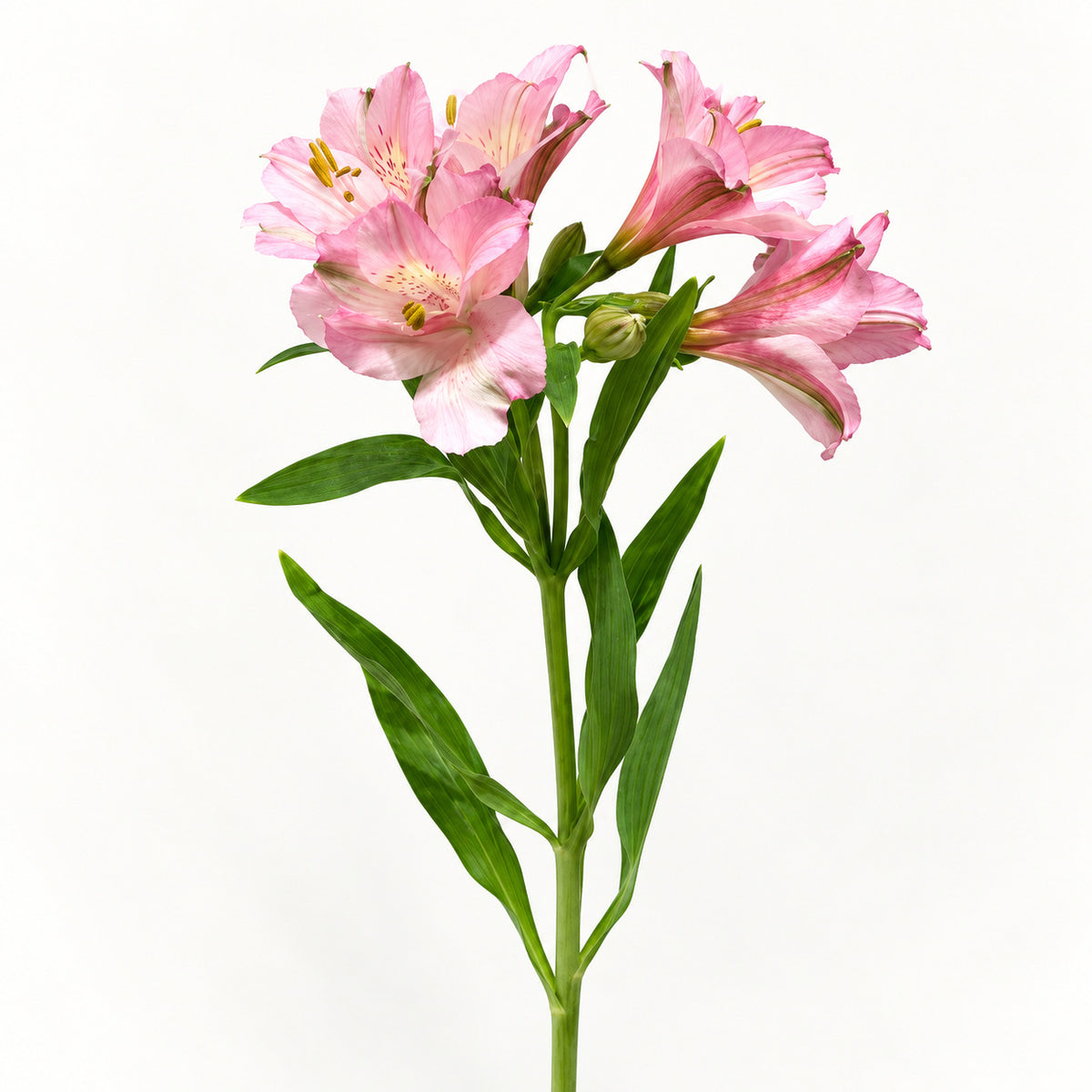 Light Pink Alstroemeria