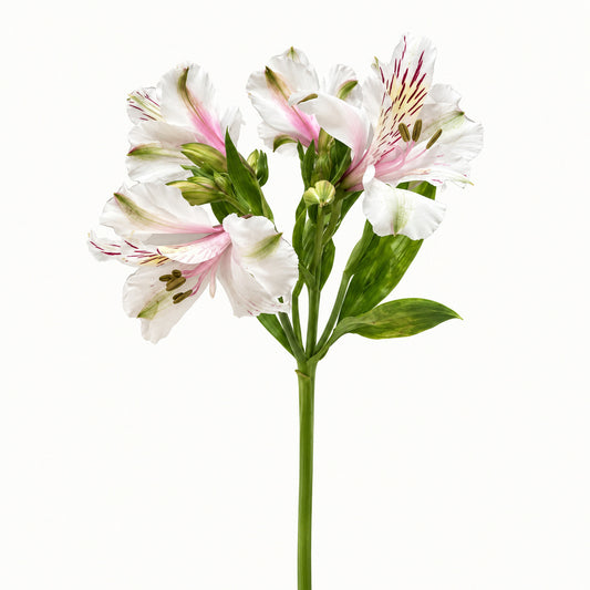 White & Pink Alstroemeria