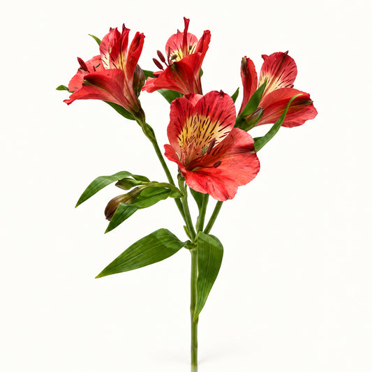 Red Alstroemeria