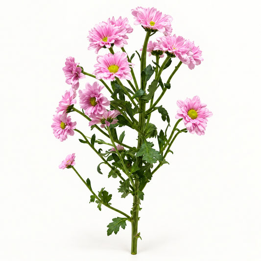 Pink Chrysanthemum Santini