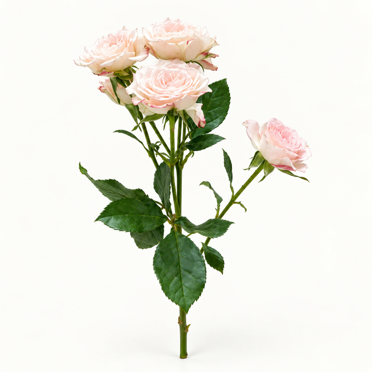Blush Reflex Spray Rose