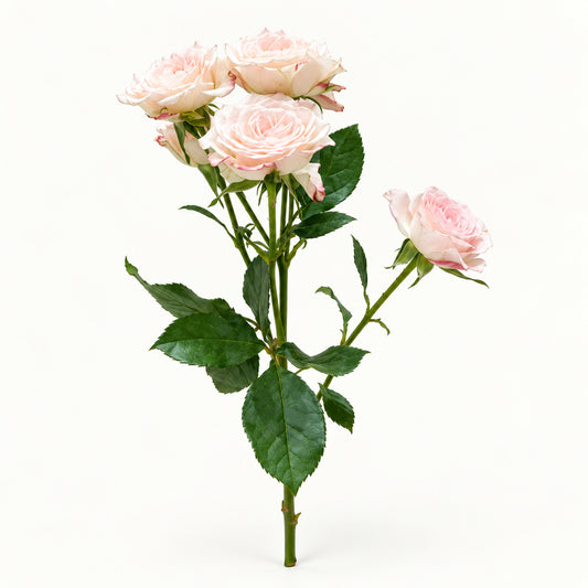 Blush Reflex Spray Rose