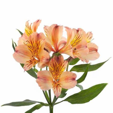 Alstroemeria