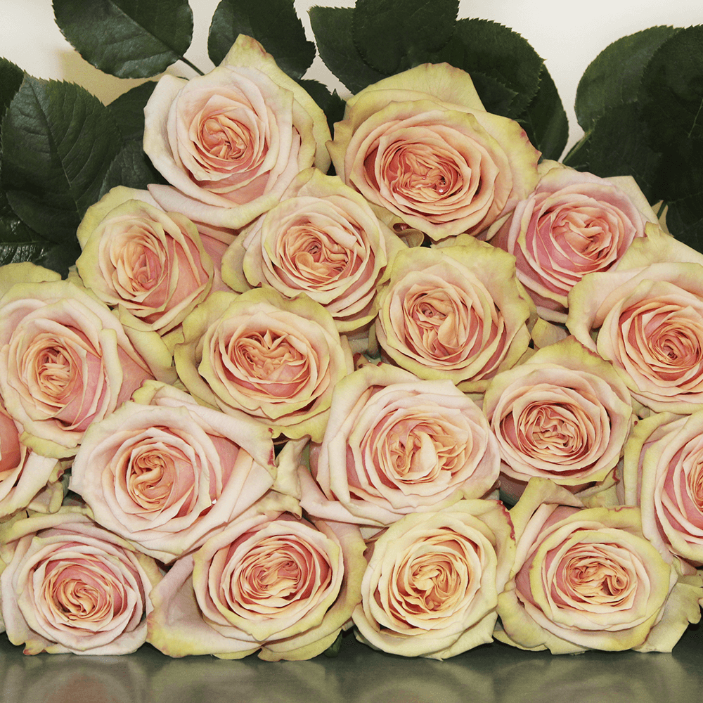 Rose Collection