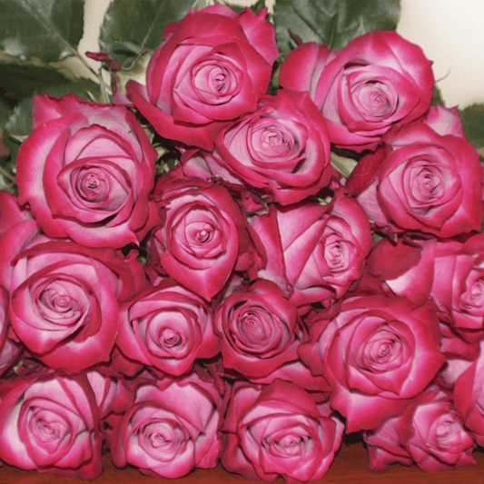 Rose Collection