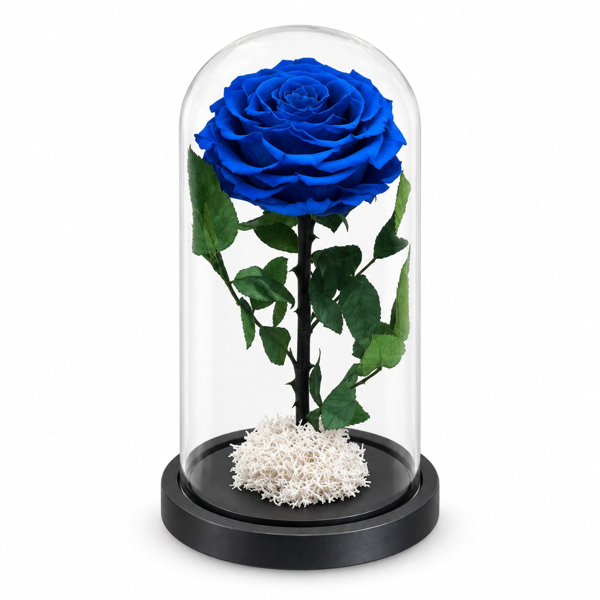 Single Forever Rose in Small Glass Dome