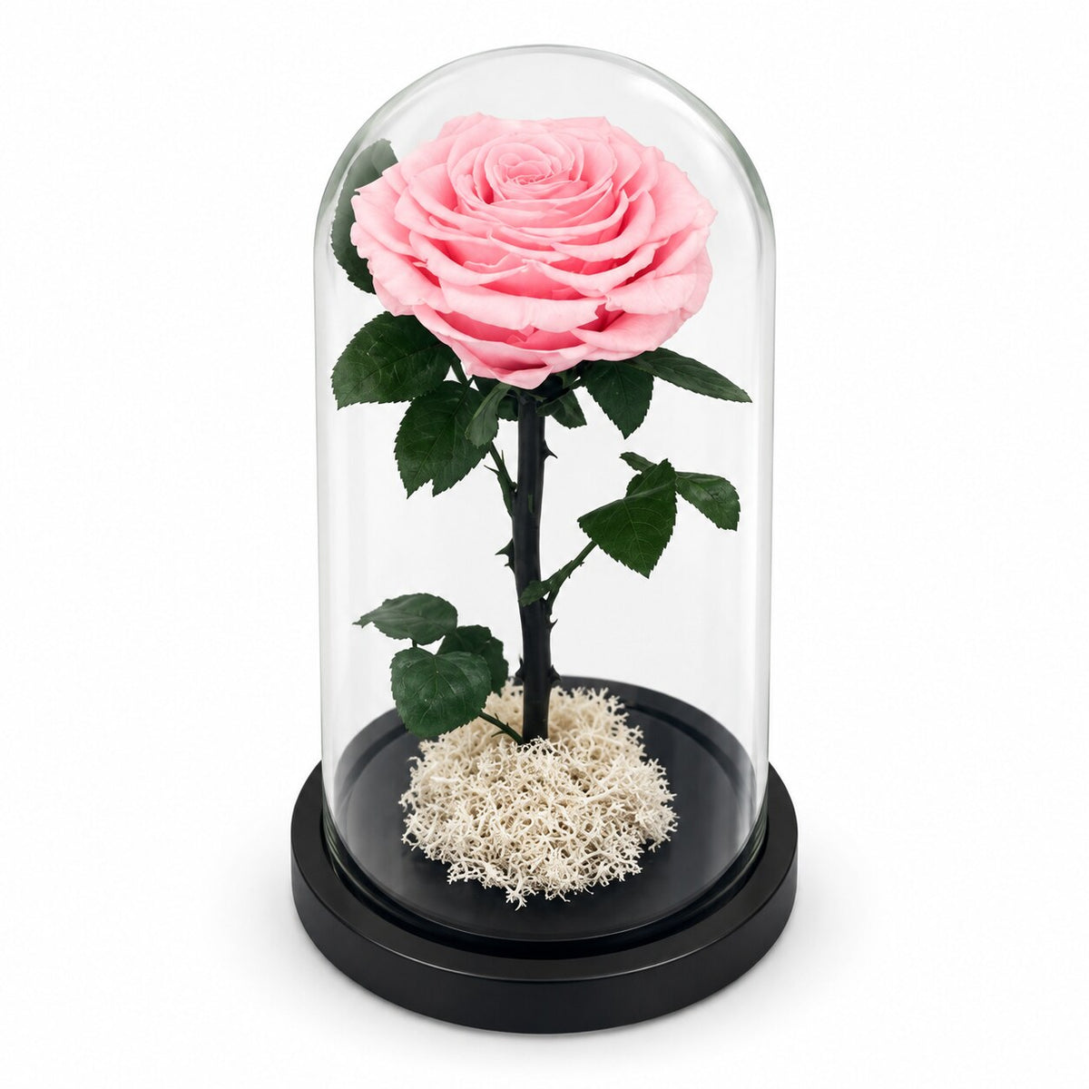 Single Forever Rose in Small Glass Dome