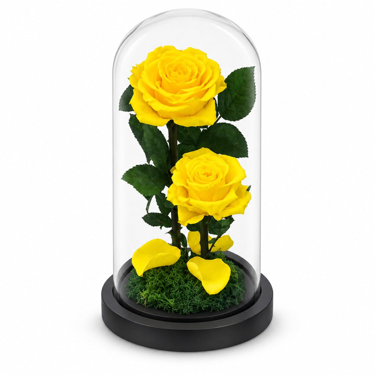 Two Forever Roses in Small Glass Dome