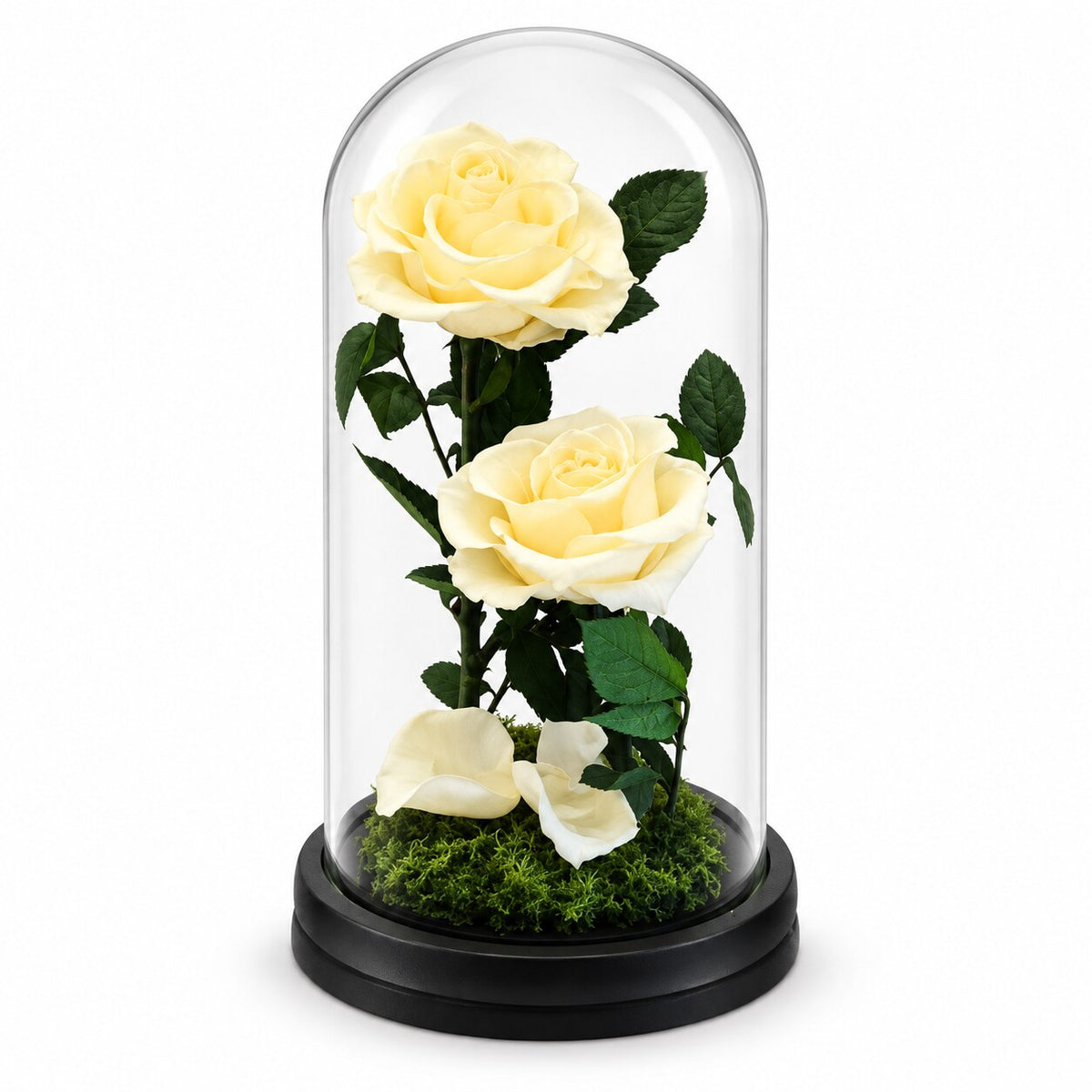 Two Forever Roses in Large Glass Dome