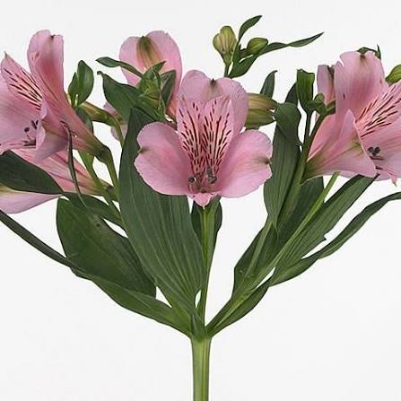 Alstroemeria