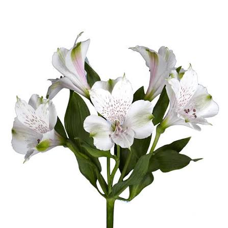 Alstroemeria