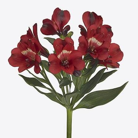 Alstroemeria