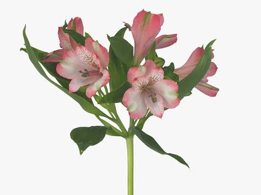 Alstroemeria